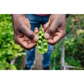 Organic Green Peas